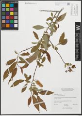 Foto von Salix prolixa Andersson